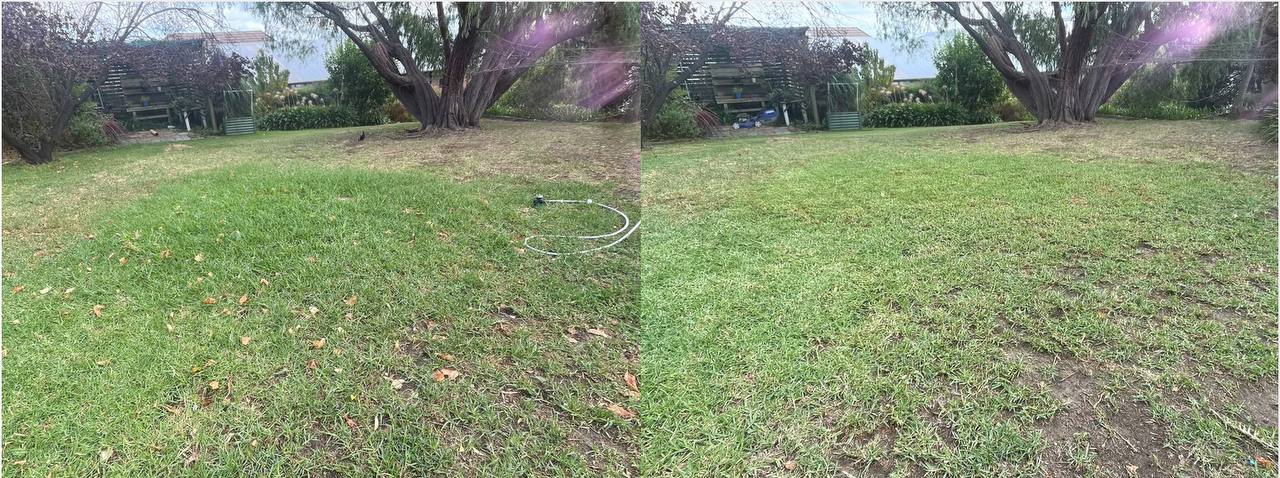 Lawn before mowing — overgrown with scattered leaves